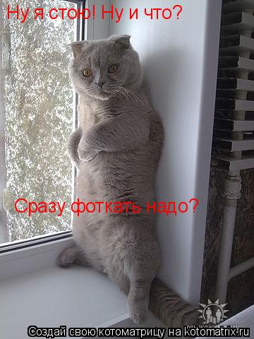 Ну я стою! Ну и что? Сразу фоткать надо?... Котоматрица: Ну я стою! Ну и что? Сразу фоткать надо?