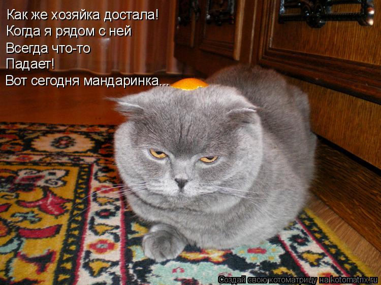 Как же хозяйка достала! Когда я рядом с ней Всегда что-то Падает! Вот сегодня мандаринка...... Котоматрица: Как же хозяйка достала! Когда я рядом с ней Всегда что-то Падает! Вот сегодня мандаринка...