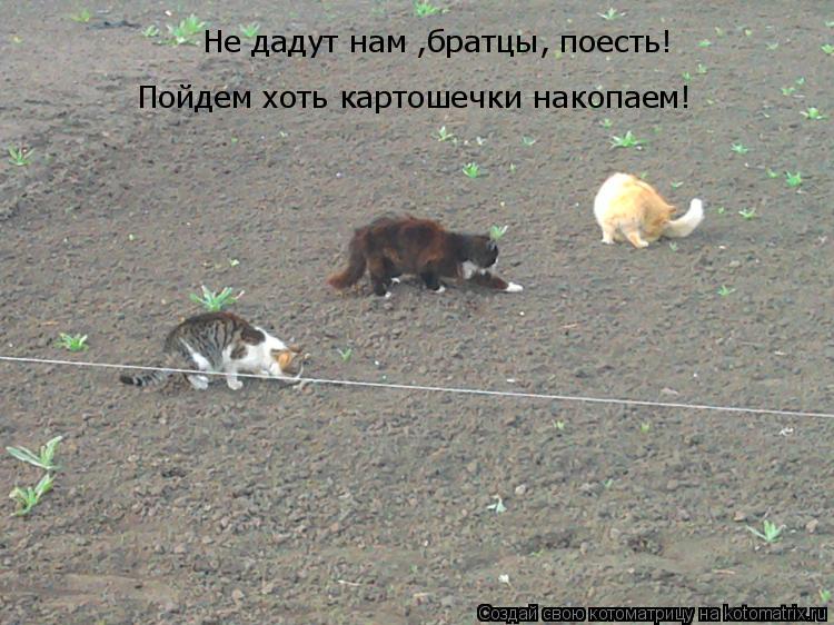 Не дадут нам ,братцы, поесть! Пойдем хоть картошечки накопаем!... Котоматрица: Не дадут нам ,братцы, поесть! Пойдем хоть картошечки накопаем!