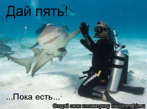 Дай пять! ...Пока есть...... Котоматрица: Дай пять! ...Пока есть...