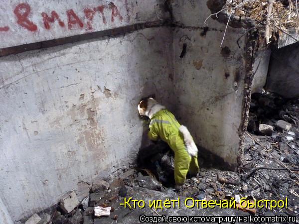 -Кто идёт! Отвечай,быстро!... Котоматрица: -Кто идёт! Отвечай,быстро!