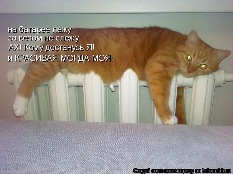 на батарее лежу за весом не слежу АХ! Кому достанусь Я! и КРАСИВАЯ МОРДА МОЯ!... Котоматрица: на батарее лежу за весом не слежу АХ! Кому достанусь Я! и КРАСИВАЯ МОРДА МОЯ!