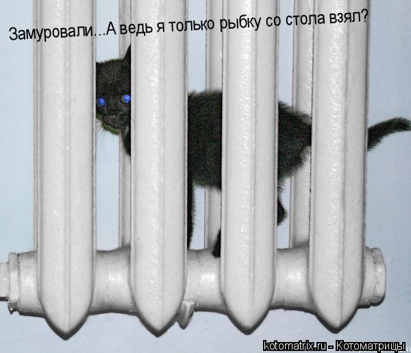 Замуровали...А ведь я только рыбку со стола взял?... Котоматрица: Замуровали...А ведь я только рыбку со стола взял?