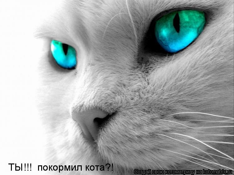 ТЫ!!! покормил кота?!... Котоматрица: ТЫ!!! покормил кота?!