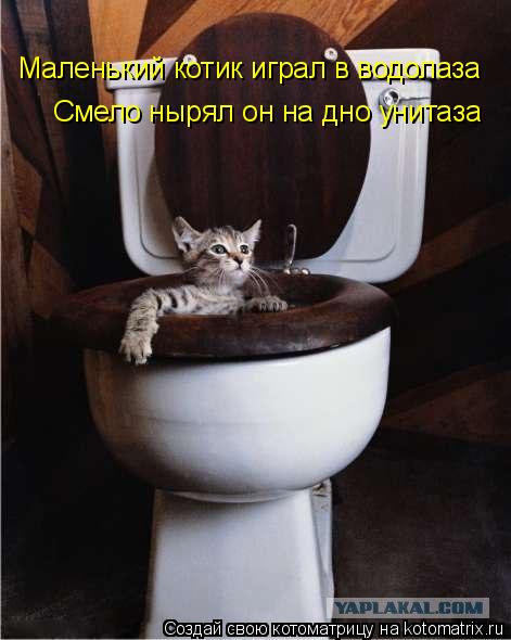 Маленький котик играл в водолаза Смело нырял он на дно унитаза... Котоматрица: Маленький котик играл в водолаза Смело нырял он на дно унитаза