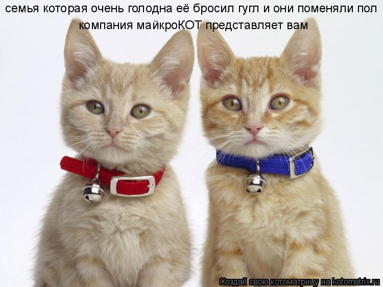 семья которая очень голодна её бросил гугл и они поменяли пол компания майкроКОТ представляет вам... Котоматрица: семья которая очень голодна её бросил гугл и они поменяли пол компания майкроКОТ представляет вам