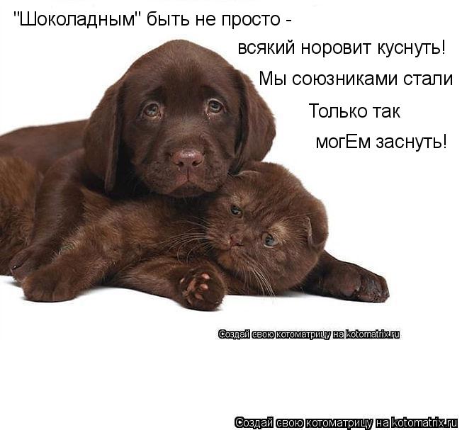"Шоколадным" быть не просто - всякий норовит куснуть! Мы союзниками стали Только так могЕм заснуть!... Котоматрица: "Шоколадным" быть не просто - всякий норовит куснуть! Мы союзниками стали Только так могЕм заснуть!