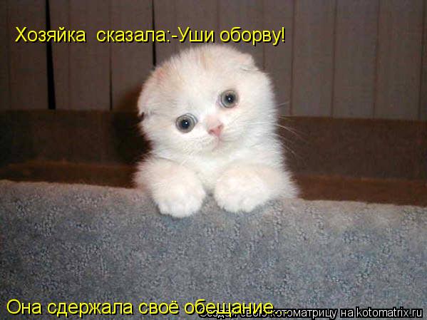 Хозяйка сказала:-Уши оборву! Она сдержала своё обещание...... Котоматрица: Хозяйка сказала:-Уши оборву! Она сдержала своё обещание...