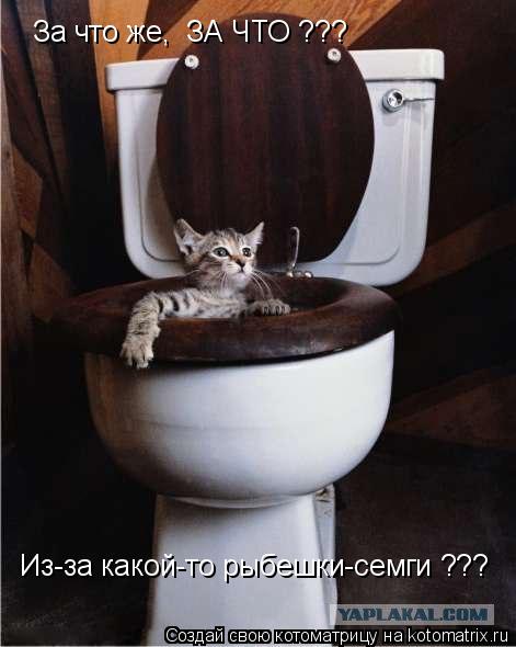 За что же, ЗА ЧТО ??? Из-за какой-то рыбешки-семги ???... Котоматрица: За что же, ЗА ЧТО ??? Из-за какой-то рыбешки-семги ???