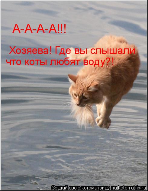 А-А-А-А!!! Хозяева! Где вы слышали что коты любят воду?!... Котоматрица: А-А-А-А!!! Хозяева! Где вы слышали что коты любят воду?!