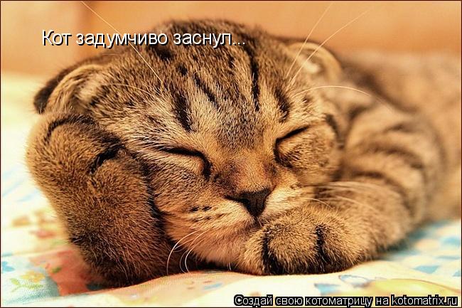 Кот задумчиво заснул...... Котоматрица: Кот задумчиво заснул...