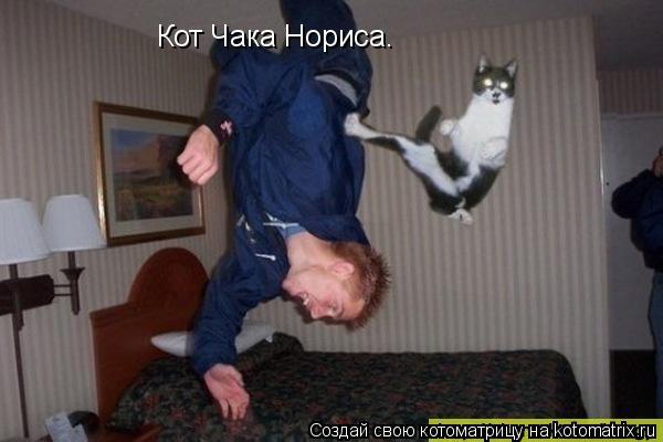 Кот Чака Нориса.... Котоматрица: Кот Чака Нориса.