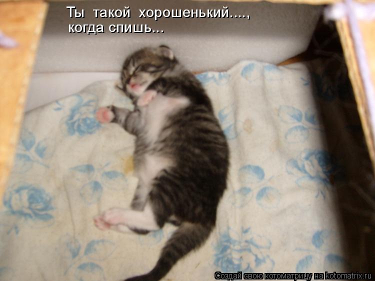Ты такой хорошенький...., когда спишь...... Котоматрица: Ты такой хорошенький...., когда спишь...