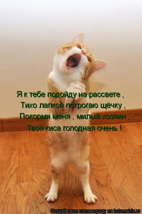Котоматрица: Я к тебе подойду на рассвете ,    Тихо лапкой потрогаю щёчку ,   Покорми меня , милый хозяин ,   Твоя киса голодная очень !