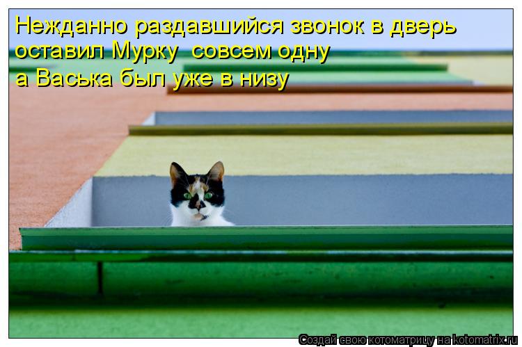 Нежданно раздавшийся звонок в дверь оставил Мурку совсем одну а Васька был уже в низу... Котоматрица: Нежданно раздавшийся звонок в дверь оставил Мурку совсем одну а Васька был уже в низу