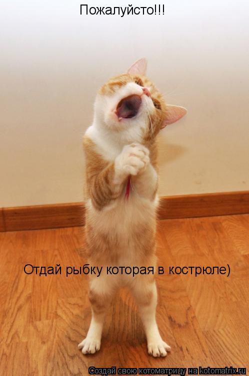 Котоматрица: Пожалуйсто!!! Отдай рыбку которая в кострюле)