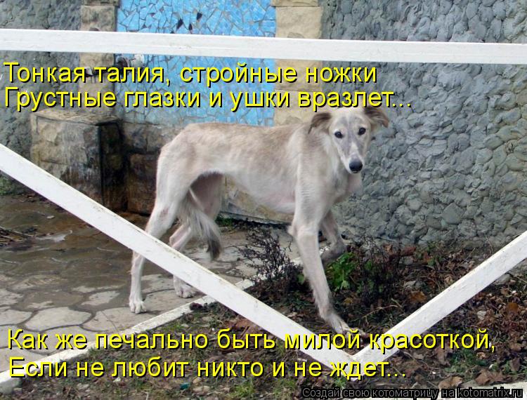 Котоматрица: Тонкая талия, стройные ножки Грустные глазки и ушки вразлет... Как же печально быть милой красоткой, Если не любит никто и не ждет...