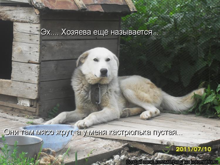 Котоматрица: Эх.... Хозяева ещё называется...  Они там мясо жрут, а у меня кастрюлька пустая...