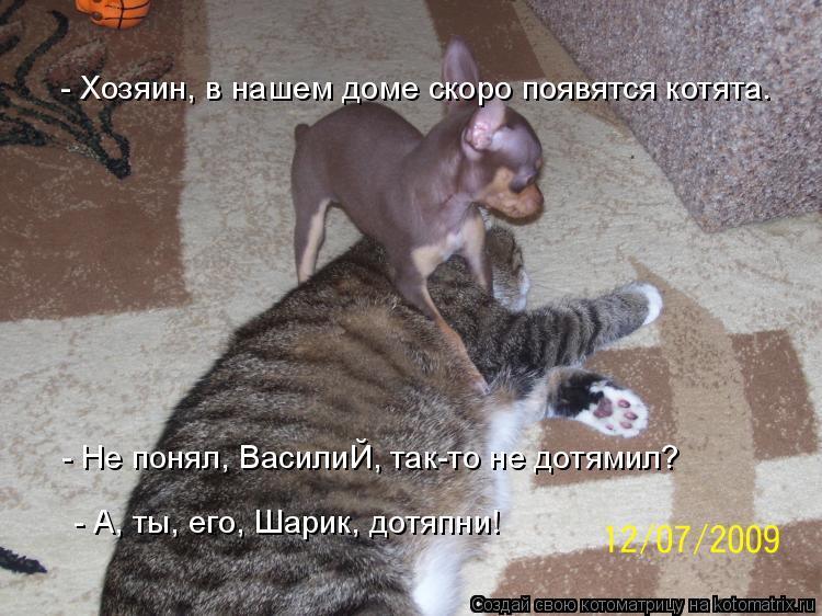 Котоматрица: - Хозяин, в нашем доме скоро появятся котята. - Не понял, ВасилиЙ, так-то не дотямил? - А, ты, его, Шарик, дотяпни!