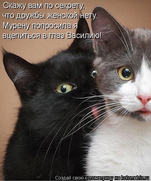 Котоматрица: Скажу вам по секрету, что дружбы женской нету. Мурену попросила я вцепиться в глаз Василию!