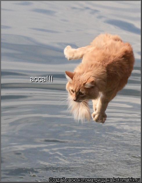 Котоматрица: асса!!!