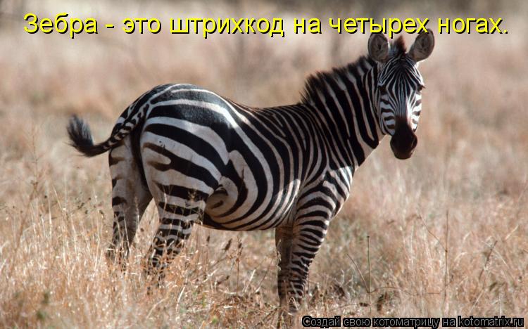 Котоматрица: Зебра - это штрихкод на четырех ногах.