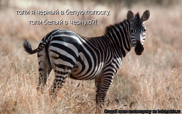 Котоматрица: толи я чёрный в белую полоску,  толи белый в чёрную?!
