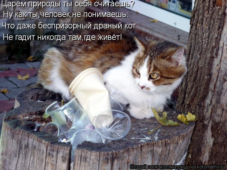 Царём природы ты себя считаешь? Ну как ты,человек,не понимаешь: Что даже беспризорный драный кот Не г... Котоматрица: Царём природы ты себя считаешь? Ну как ты,человек,не понимаешь: Что даже беспризорный драный кот Не гадит никогда там,где живёт!