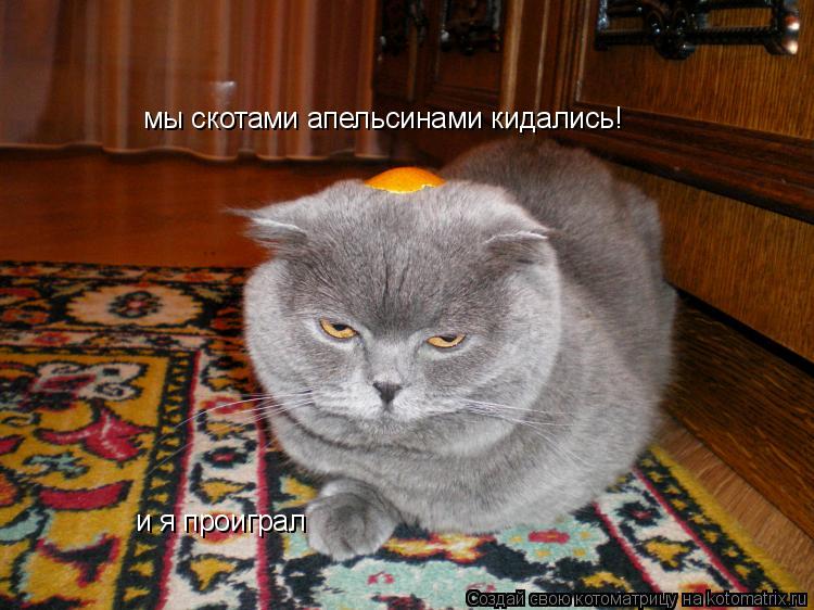 Котоматрица: мы скотами апельсинами кидались! и я проиграл