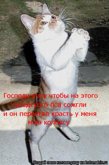 Котоматрица: Господи хочу чтобы на этого  соседского пса сожгли и он перестал красть у меня мою колбасу