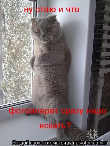 Котоматрица: ну стаю и что фотоапарат сразу надо искать?