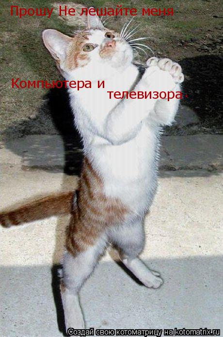 Котоматрица: Прошу Не лешайте меня  Компьютера и   телевизора  телевизора  .