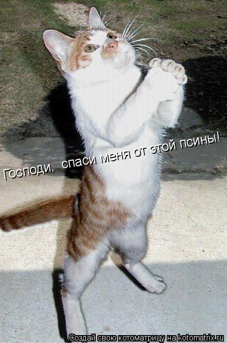 Котоматрица: Господи,  спаси меня от этой псины!