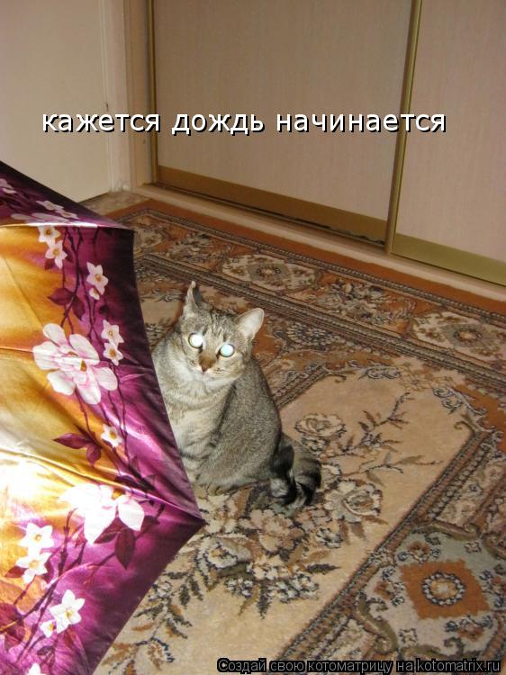 Котоматрица: кажется дождь начинается