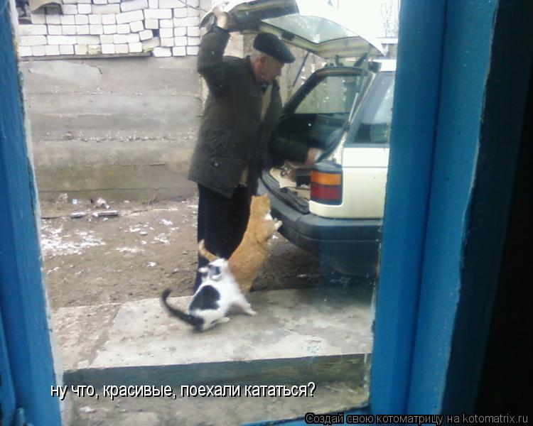 Котоматрица: ну что, красивые, поехали кататься?