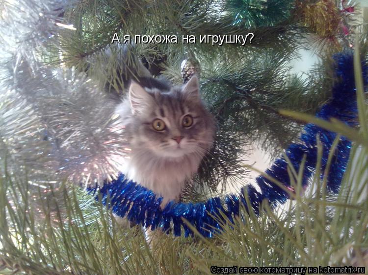 Котоматрица: А я похожа на игрушку?