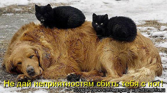 Котоматрица: Не дай неприятностям сбить тебя с ног!