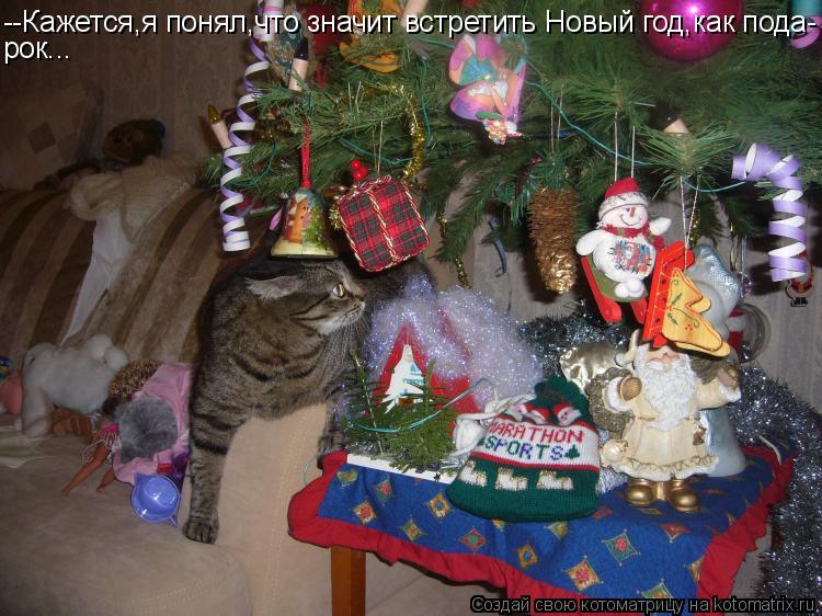Котоматрица: --Кажется,я понял,что значит встретить Новый год,как пода- рок...