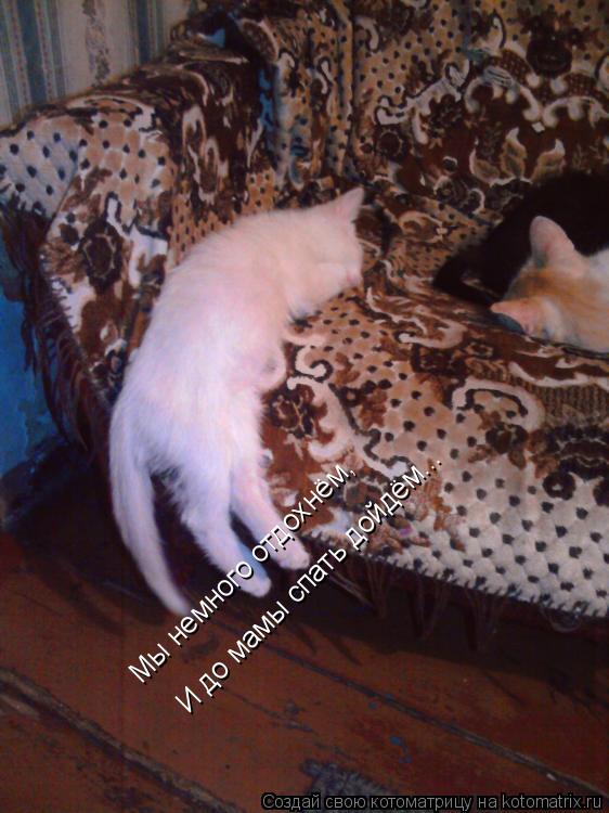 Котоматрица: Мы немного отдохнём, И до мамы спать дойдём...
