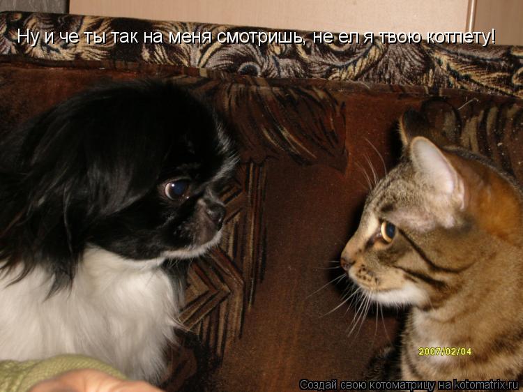 Ну и че ты так на меня смотришь, не ел я твою котлету!... Котоматрица: Ну и че ты так на меня смотришь, не ел я твою котлету!