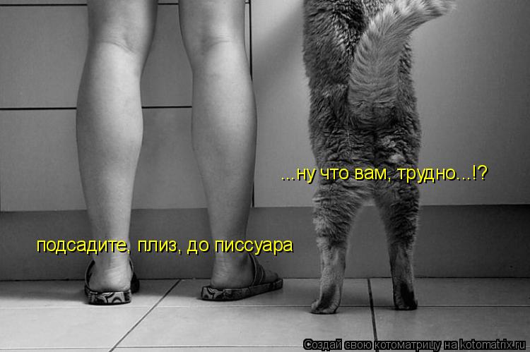Котоматрица: подсадите, плиз, до писсуара подсадите, плиз, до писсуара ...ну что вам, трудно...!?
