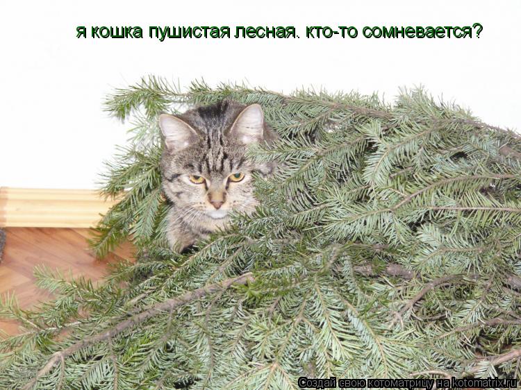 Котоматрица: я кошка пушистая лесная. кто-то сомневается?