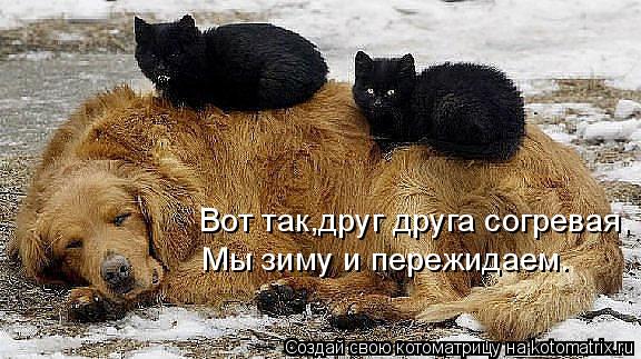 Вот так,друг друга согревая, Мы зиму и пережидаем.... Котоматрица: Вот так,друг друга согревая, Мы зиму и пережидаем.