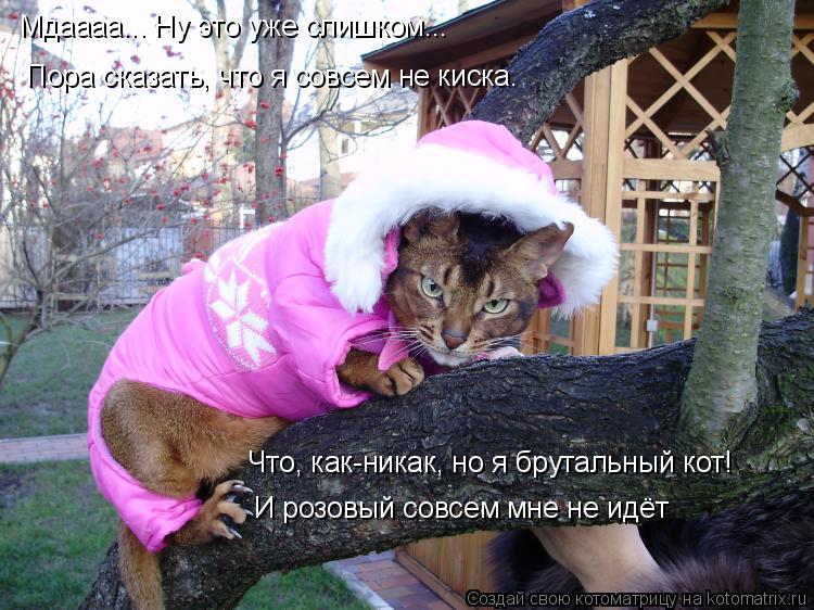 Мдаааа... Ну это уже слишком... Пора сказать, что я совсем не киска. Что, как-никак, но я брутальный ... Котоматрица: Мдаааа... Ну это уже слишком... Пора сказать, что я совсем не киска. Что, как-никак, но я брутальный кот! И розовый совсем мне не идёт