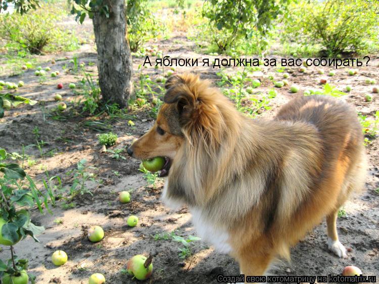 А яблоки я должна за вас собирать?... Котоматрица: А яблоки я должна за вас собирать?