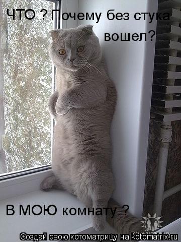 ЧТО ? Почему без стука вошел? В МОЮ комнату ?... Котоматрица: ЧТО ? Почему без стука вошел? В МОЮ комнату ?