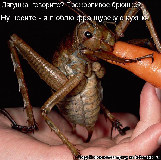 Лягушка, говорите? Прожорливое брюшко? Ну несите - я люблю французскую кухню.... Котоматрица: Лягушка, говорите? Прожорливое брюшко? Ну несите - я люблю французскую кухню.