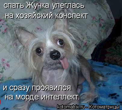 спать Жучка улеглась на хозяйский конспект и сразу проявился на морде интеллект.... Котоматрица: спать Жучка улеглась на хозяйский конспект и сразу проявился на морде интеллект.