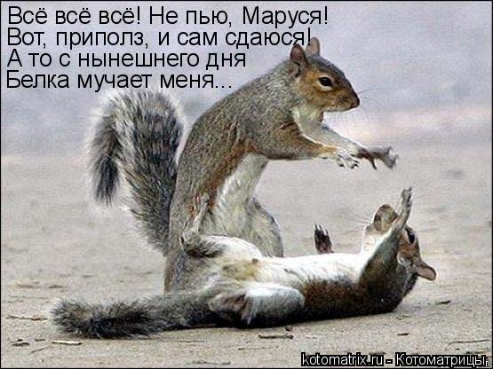 Всё всё всё! Не пью, Маруся! Вот, приполз, и сам сдаюся! А то с нынешнего дня Белка мучает меня...... Котоматрица: Всё всё всё! Не пью, Маруся! Вот, приполз, и сам сдаюся! А то с нынешнего дня Белка мучает меня...