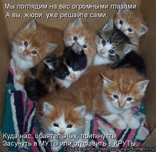 Мы поглядим на вас огромными глазами А вы, жюри, уже решайте сами, Куда нас, обаятельных, приткнукть:... Котоматрица: Мы поглядим на вас огромными глазами А вы, жюри, уже решайте сами, Куда нас, обаятельных, приткнукть: Засунуть в МУТЬ или отправить в КРУТЬ.